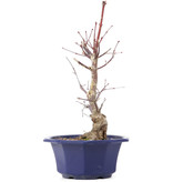 Acer palmatum Chishio, 34 cm, ± 12 jaar oud