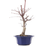 Acer palmatum Chishio, 37 cm, ± 12 jaar oud