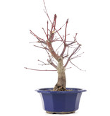 Acer palmatum Chishio, 31 cm, ± 12 jaar oud