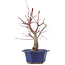 Acer palmatum Chishio, 31 cm, ± 12 Jahre alt
