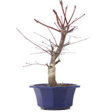 Acer palmatum Chishio, 34 cm, ± 12 jaar oud