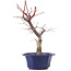 Acer palmatum Chishio, 34 cm, ± 12 Jahre alt