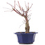Acer palmatum Chishio, 28 cm, ± 12 Jahre alt