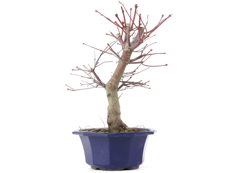 Acer palmatum Chishio, 32 cm, ± 12 jaar oud