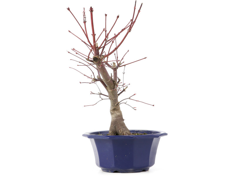 Acer palmatum Chishio, 33 cm, ± 12 jaar oud