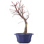 Acer palmatum Chishio, 36 cm, ± 12 Jahre alt