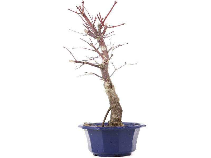 Acer palmatum Chishio, 40 cm, ± 12 jaar oud