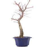 Acer palmatum Chishio, 40 cm, ± 12 jaar oud