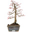 Acer palmatum Deshojo, 21 cm, ± 15 jaar oud