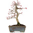 Acer palmatum Deshojo, 21 cm, ± 15 years old