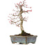 Acer palmatum Deshojo, 21 cm, ± 15 jaar oud