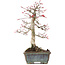 Acer palmatum Deshojo, 21 cm, ± 15 years old