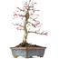 Acer palmatum Deshojo, 21 cm, ± 15 years old