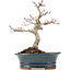 Acer palmatum Deshojo, 19 cm, ± 15 años