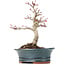 Acer palmatum Deshojo, 19 cm, ± 15 años