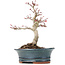 Acer palmatum Deshojo, 19 cm, ± 15 jaar oud