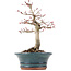 Acer palmatum Deshojo, 19 cm, ± 15 años