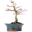 Acer palmatum Deshojo, 19 cm, ± 15 anni