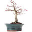 Acer palmatum Deshojo, 19 cm, ± 15 años