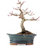 Acer palmatum Deshojo, 19 cm, ± 15 años