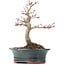 Acer palmatum Deshojo, 19 cm, ± 15 años