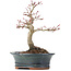 Acer palmatum Deshojo, 19 cm, ± 15 years old
