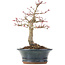 Acer palmatum Deshojo, 19 cm, ± 15 años