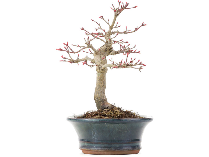 Acer palmatum Deshojo, 19 cm, ± 15 jaar oud