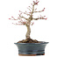 Acer palmatum Deshojo, 19 cm, ± 15 anni