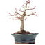 Acer palmatum Deshojo, 19 cm, ± 15 años