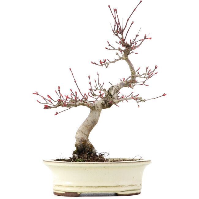 Acer palmatum Deshojo, 23 cm, ± 15 Jahre alt