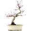 Acer palmatum Deshojo, 23 cm, ± 15 ans