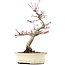 Acer palmatum Deshojo, 23 cm, ± 15 ans