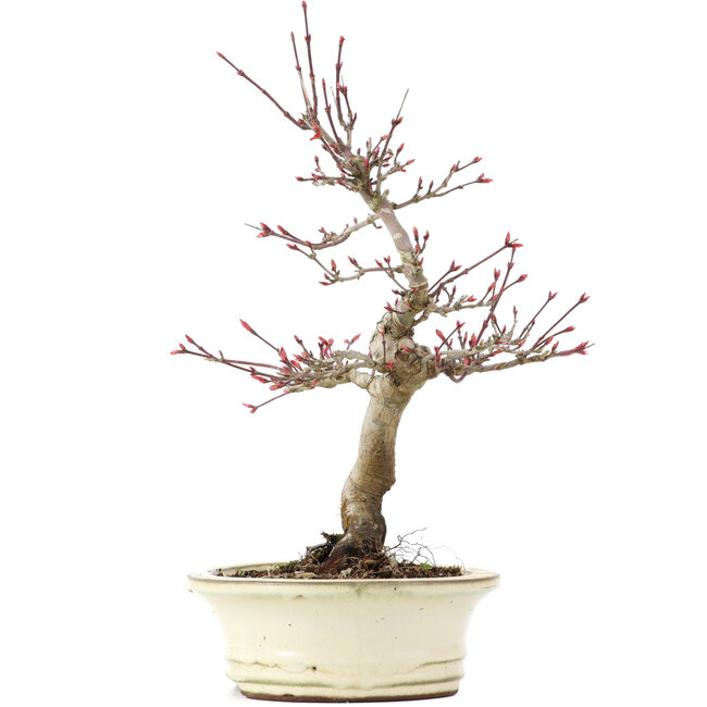 Acer palmatum Deshojo, 23 cm, ± 15 years old