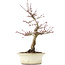 Acer palmatum Deshojo, 23 cm, ± 15 años