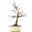 Acer palmatum Deshojo, 23 cm, ± 15 years old