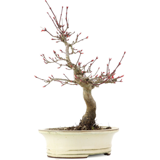 Acer palmatum Deshojo, 23 cm, ± 15 years old