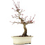 Acer palmatum Deshojo, 23 cm, ± 15 ans