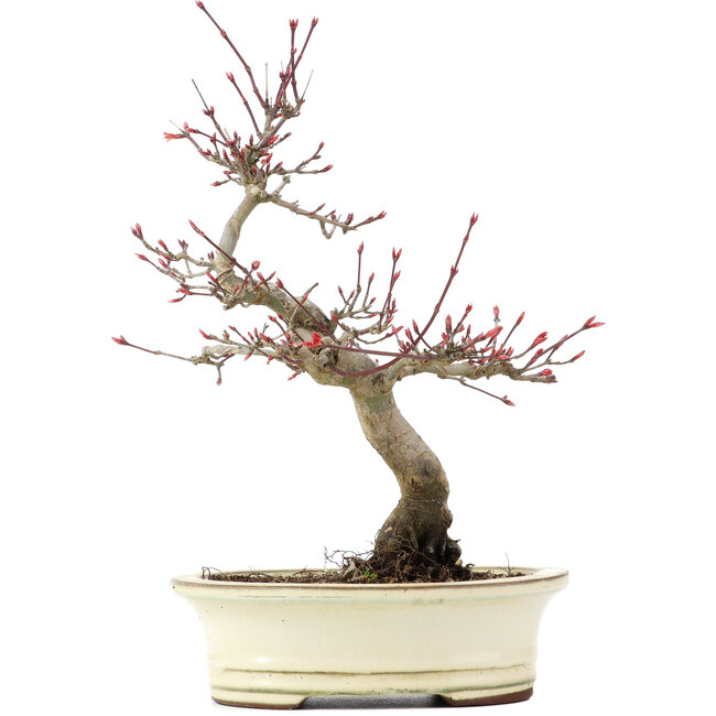 Acer palmatum Deshojo, 23 cm, ± 15 anni
