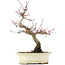 Acer palmatum Deshojo, 23 cm, ± 15 ans