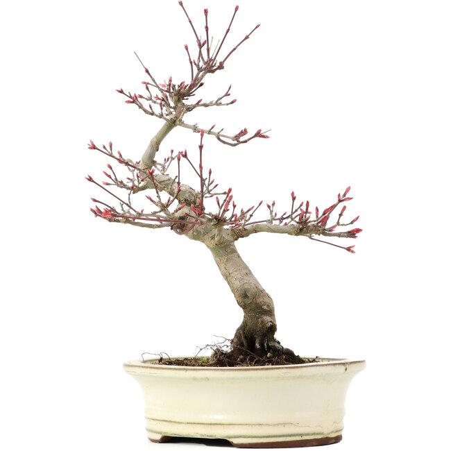 Acer palmatum Deshojo, 23 cm, ± 15 ans