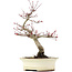 Acer palmatum Deshojo, 23 cm, ± 15 ans