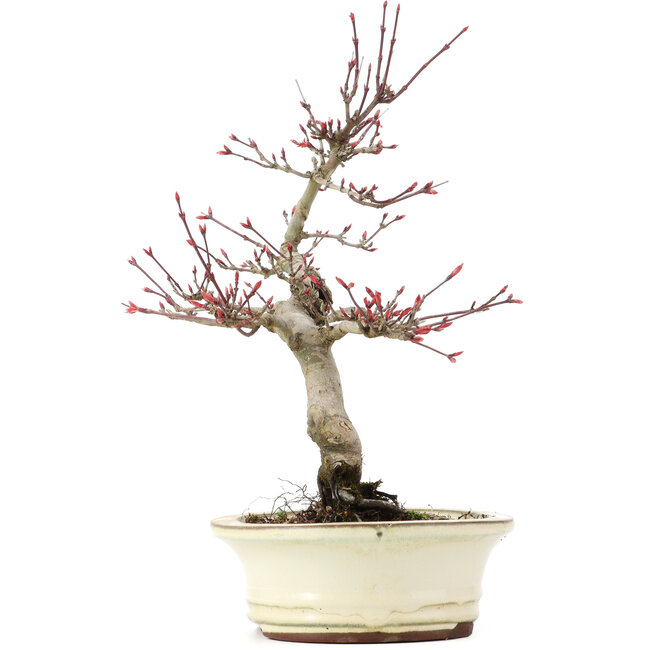 Acer palmatum Deshojo, 23 cm, ± 15 ans