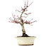 Acer palmatum Deshojo, 23 cm, ± 15 años