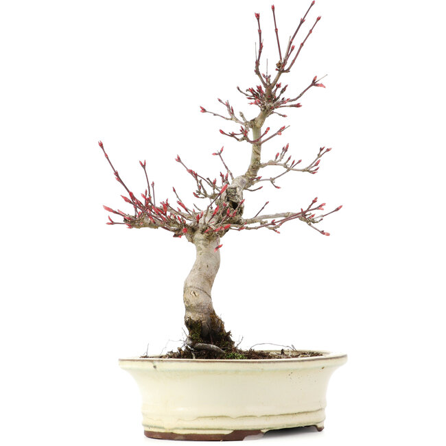 Acer palmatum Deshojo, 23 cm, ± 15 anni