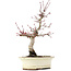 Acer palmatum Deshojo, 23 cm, ± 15 ans
