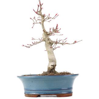 Acer palmatum Deshojo, 21 cm, ± 15 anni