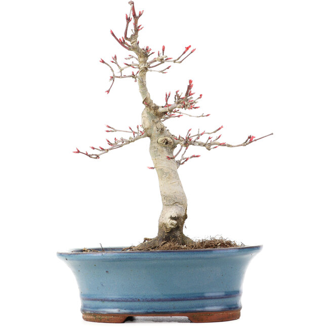 Acer palmatum Deshojo, 21 cm, ± 15 años