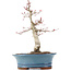 Acer palmatum Deshojo, 21 cm, ± 15 Jahre alt