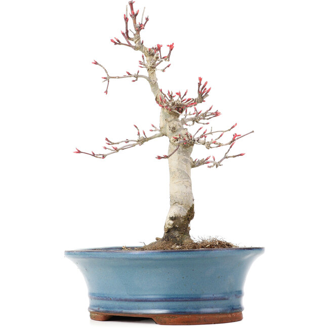 Acer palmatum Deshojo, 21 cm, ± 15 Jahre alt